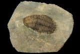 Bargain, Ordovician Actinopeltis Trilobite - Draa Valley, Morocco #100390-1